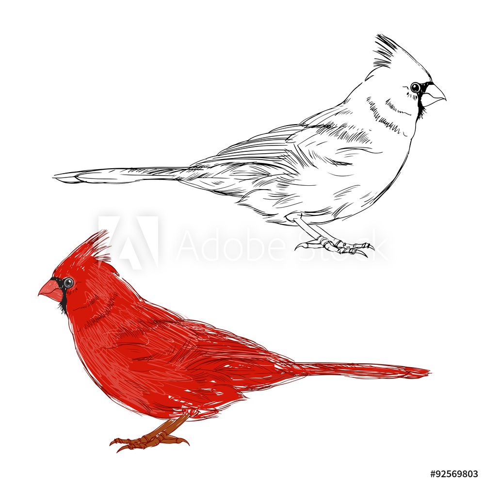 1000x1000 Photo Art Print Cardinal Bird Vector Set Hand Drawn