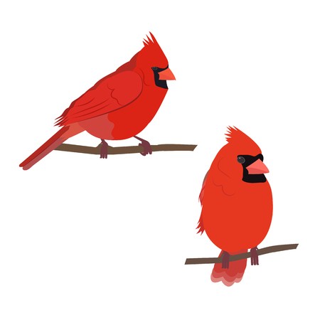 450x450 Vector Illustration Of A Cardinal Bird On White Isolated