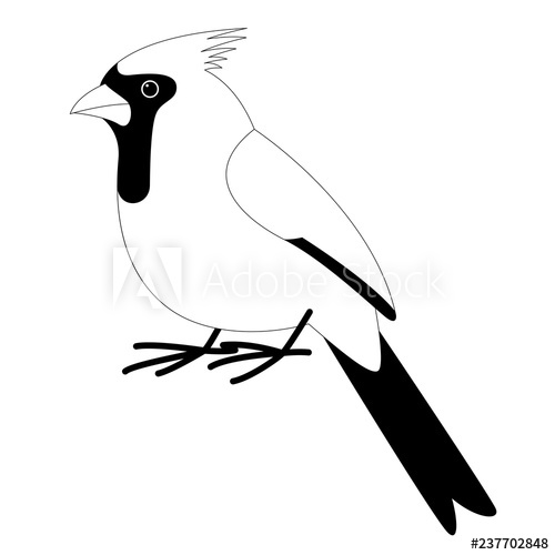 500x500 Cardinal Bird Vector Illustration Lining Draw