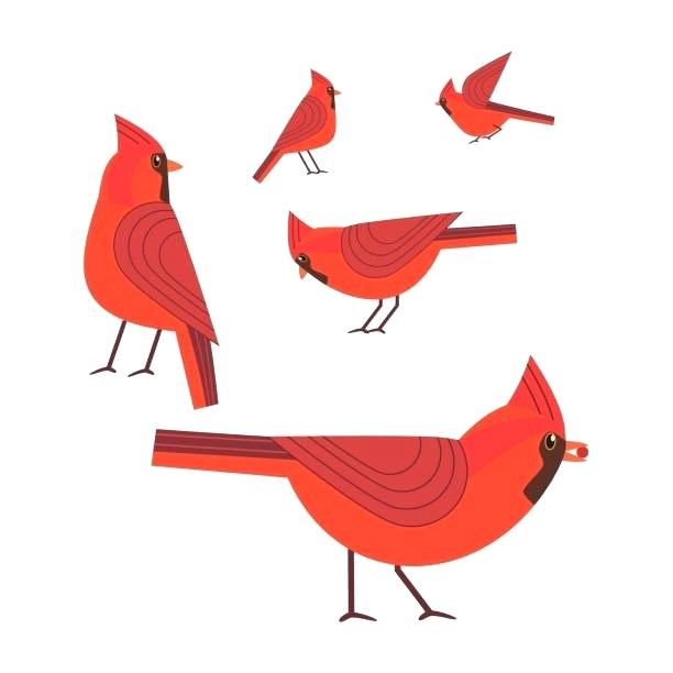 612x612 Cardinal Bird Clipart