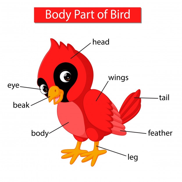 626x626 Cardinal Bird Vectors, Photos And Free Download