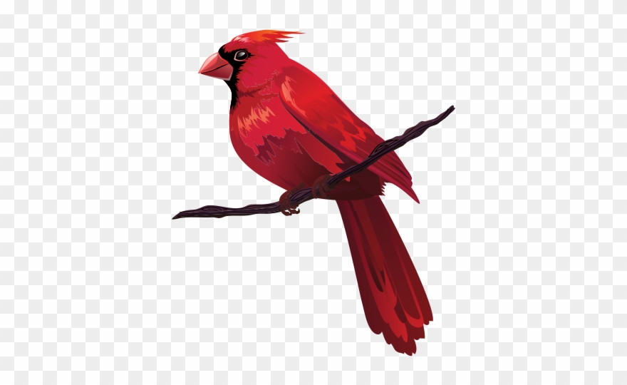 880x540 Cardinal Clipart Real Bird