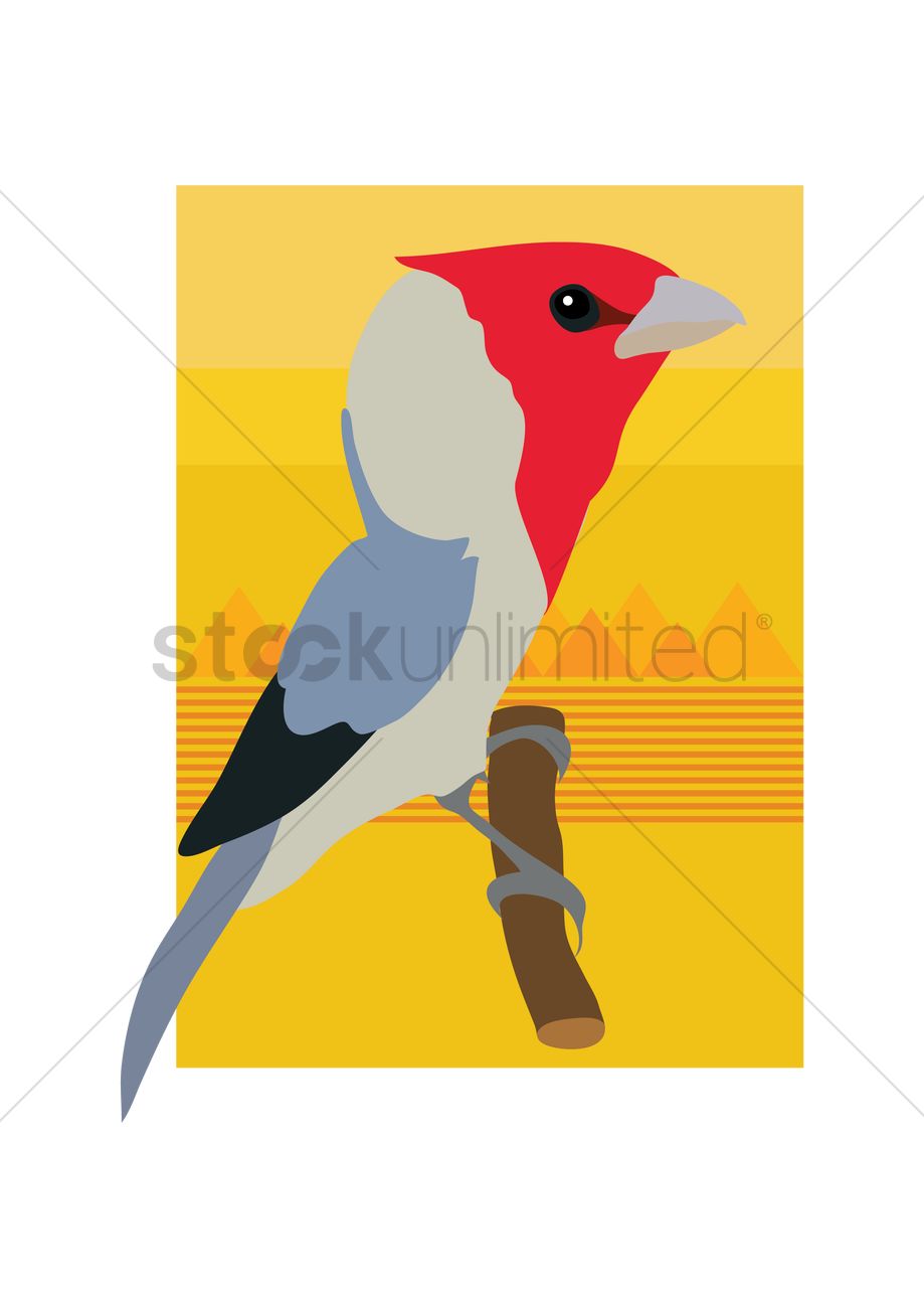 919x1300 Cardinal Bird Vector Image