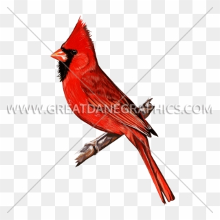 Cardinal Clipart, Transparent Cardinal Clip Art Png Download 320x320 Cardinal Clipart, Transparent Cardinal Clip Art Png Download