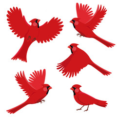Cardinal Vector Photos, Royalty Free Images, Graphics, Vectors 240x240 Cardinal Vector Photos, Royalty Free Images, Graphics, Vectors