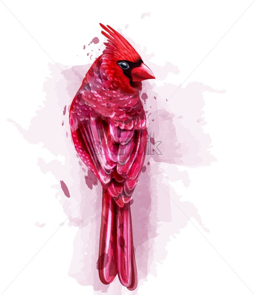 Cardinal Red Bird Watercolor Vector Isolated On White 520x600 Cardinal Red Bird Watercolor Vector Isolated On White