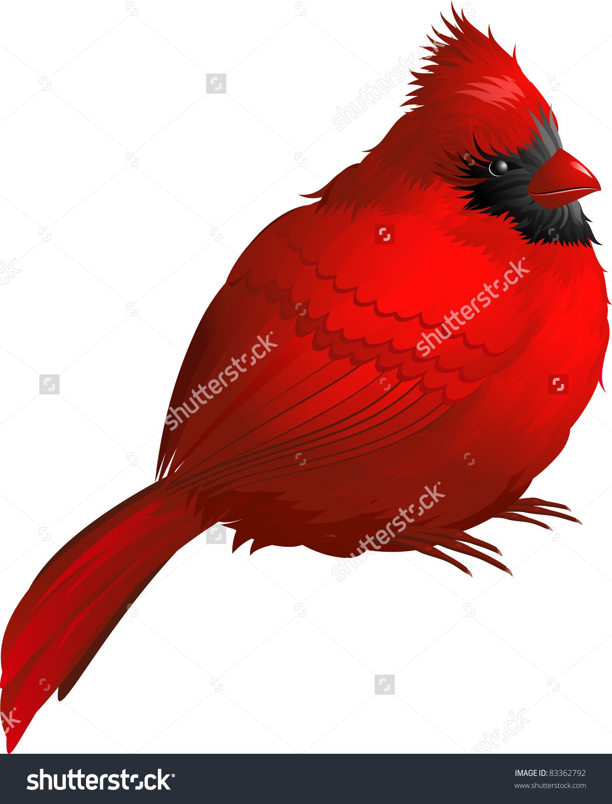 Northern Cardinal Stock Vectors Vector Clip Art Shutterstock 1217x1600 Northern Cardinal Stock Vectors Vector Clip Art Shutterstock