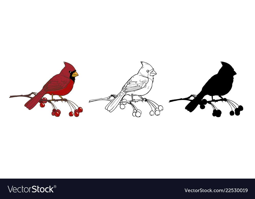 Northern Cardinal Royalty Free Vector Image 1000x780 Northern Cardinal Royalty Free Vector Image