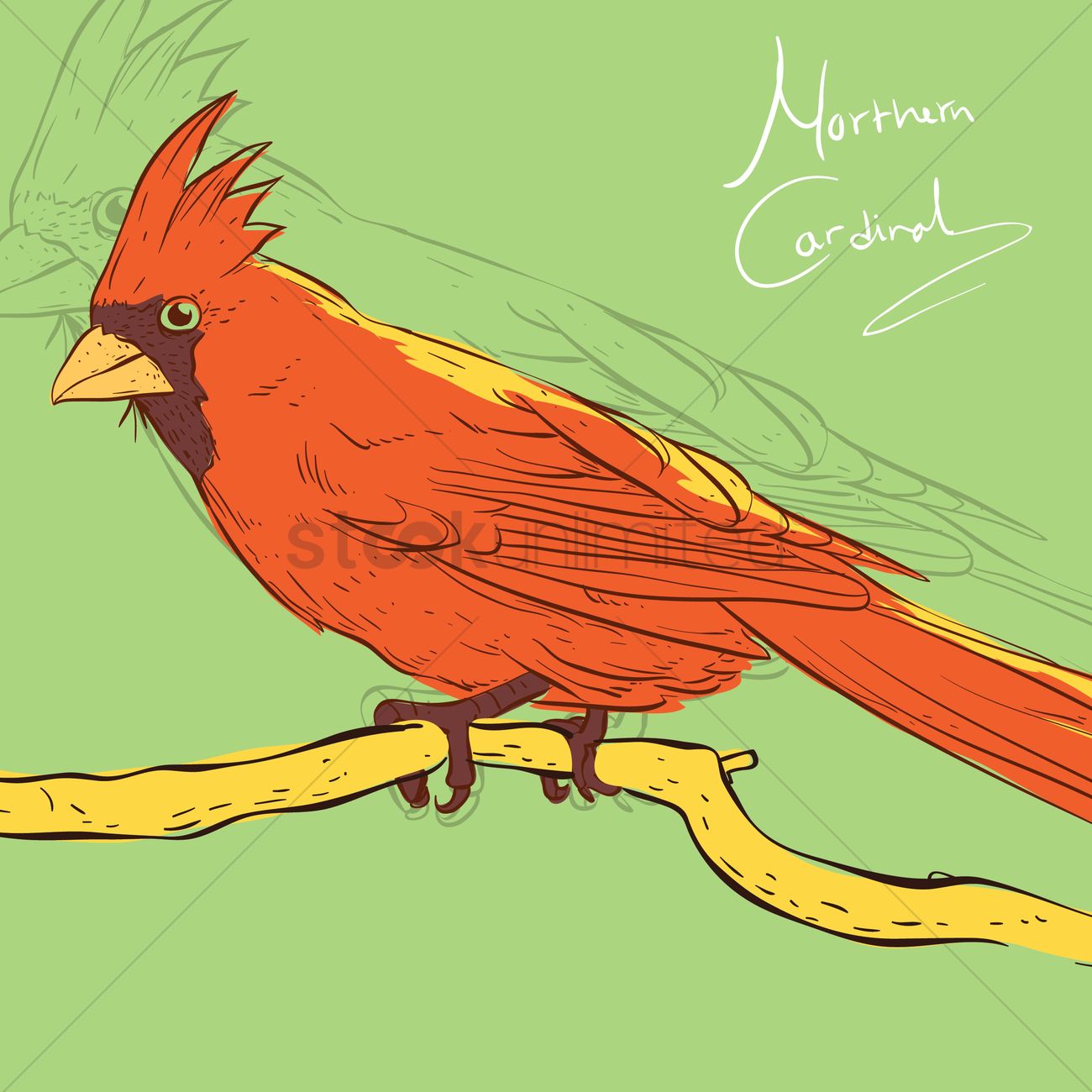Northern Cardinal Vector Image 1300x1300 Northern Cardinal Vector Image