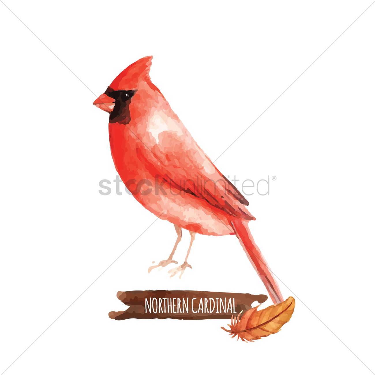 Northern Cardinal Vector Image 1300x1300 Northern Cardinal Vector Image