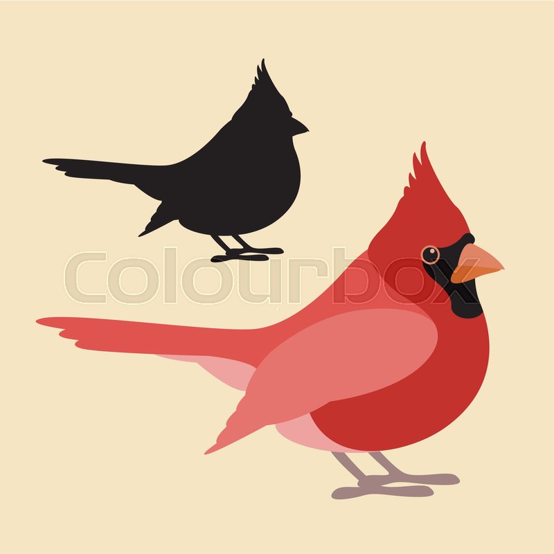 Bird Cardinal Vector Illustration Stock Vector Colourbox 800x800 Bird Cardinal Vector Illustration Stock Vector Colourbox
