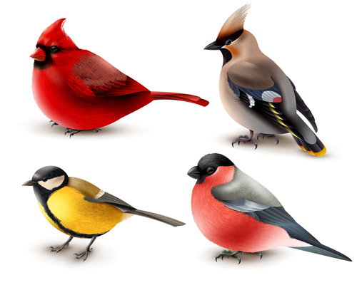 500x400 Cardinal On Curated Vector Illustrations, Stock Royalty Free