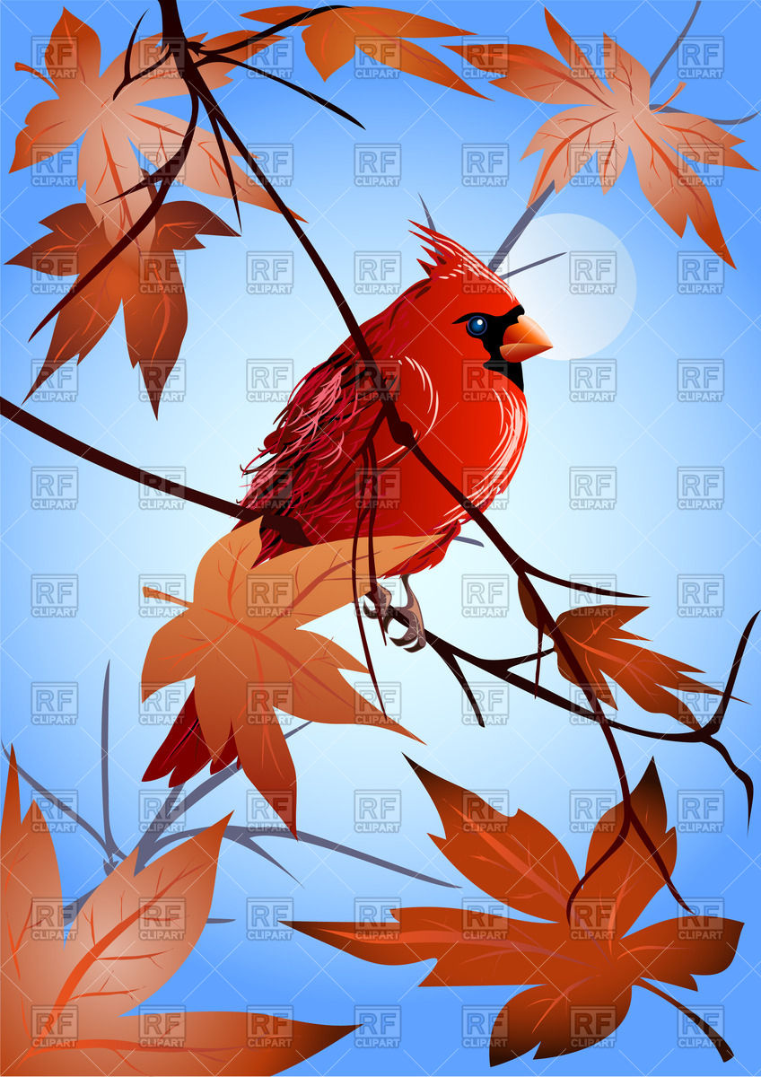 848x1200 Northern Cardinal Sitting On Maple Branch Vector Image Of Plants