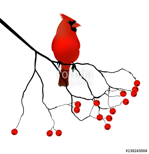 485x500 Red Cardinal