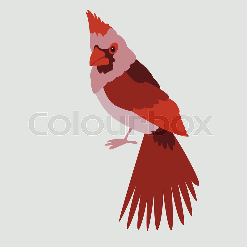 800x800 Bird Cardinal Vector Illustration Flat Stock Vector Colourbox
