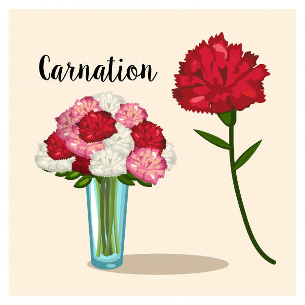 626x626 Carnation Flower Vase Of Carnation Flowers Vector Vector