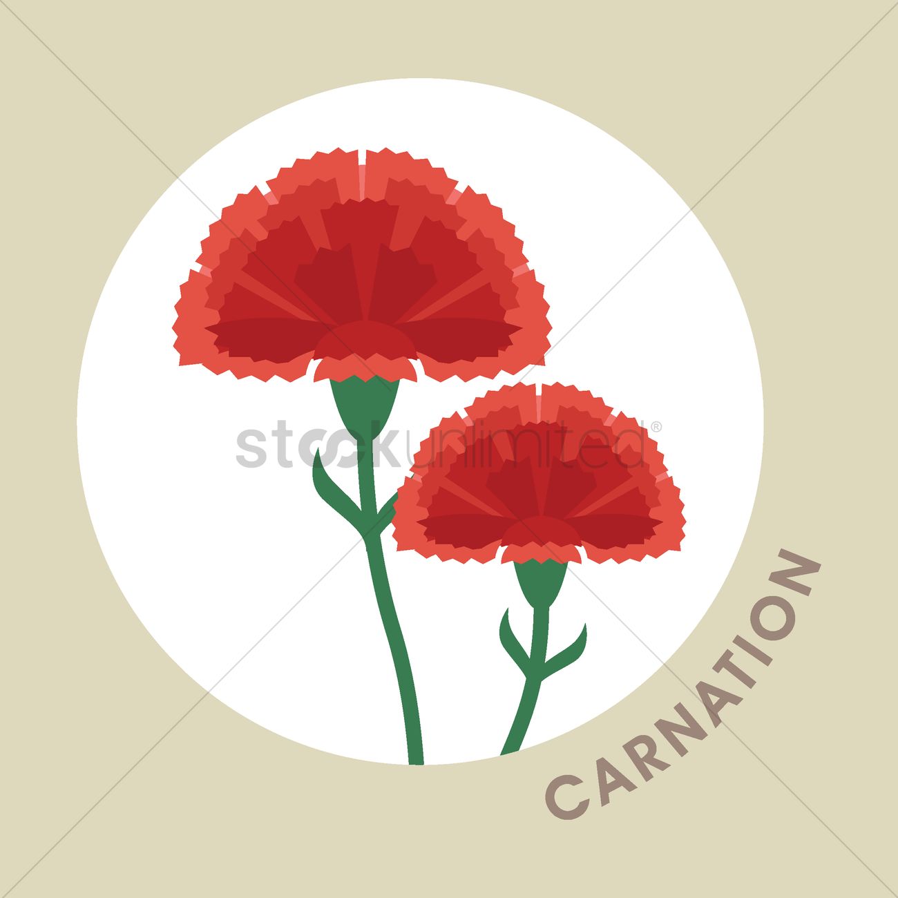 1300x1300 Carnation Flowers Vector Image