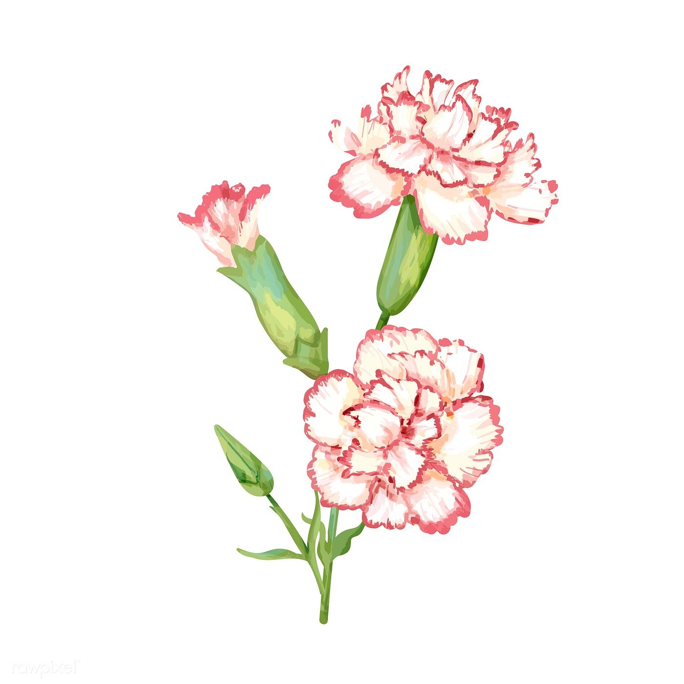 Carnation Flower Vector At Collection Of Carnation