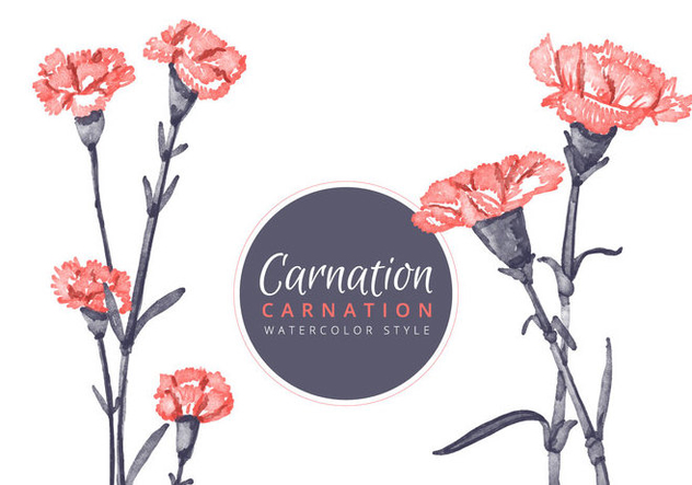 632x443 Free Carnation Flowers Background Free Vector Download