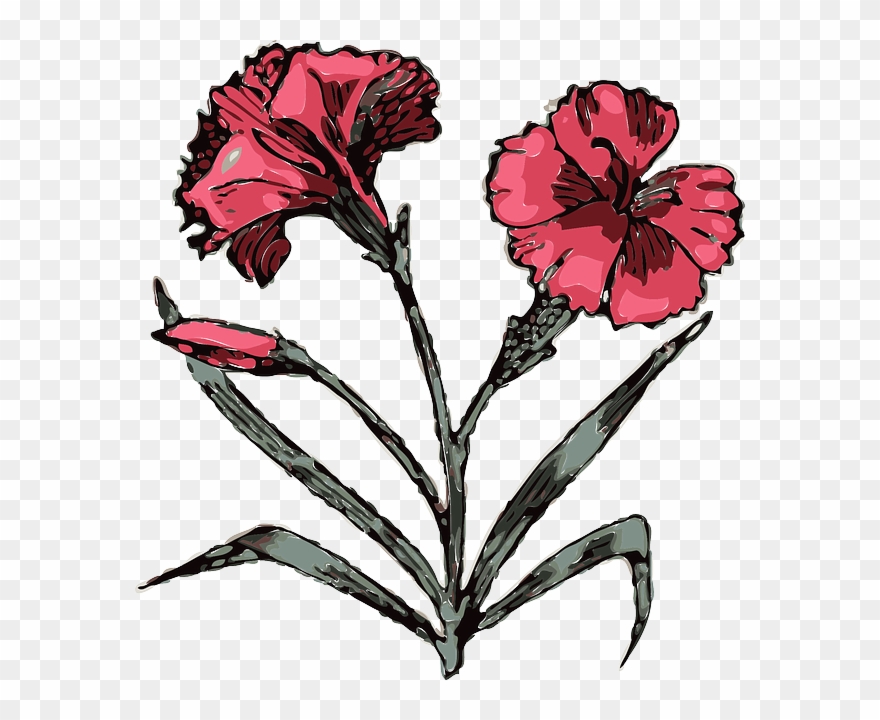 880x720 Free Vector Carnation Flower Clip Art