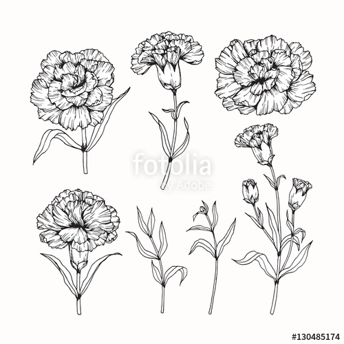 500x500 Hand Drawing Flowers Carnation Flower Vector Illustration