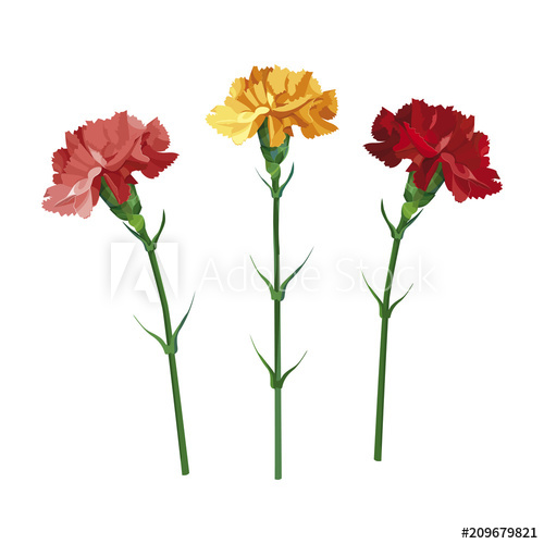 500x500 Set Carnation Flowers Yellow, Pink And Red Carnation Isolated