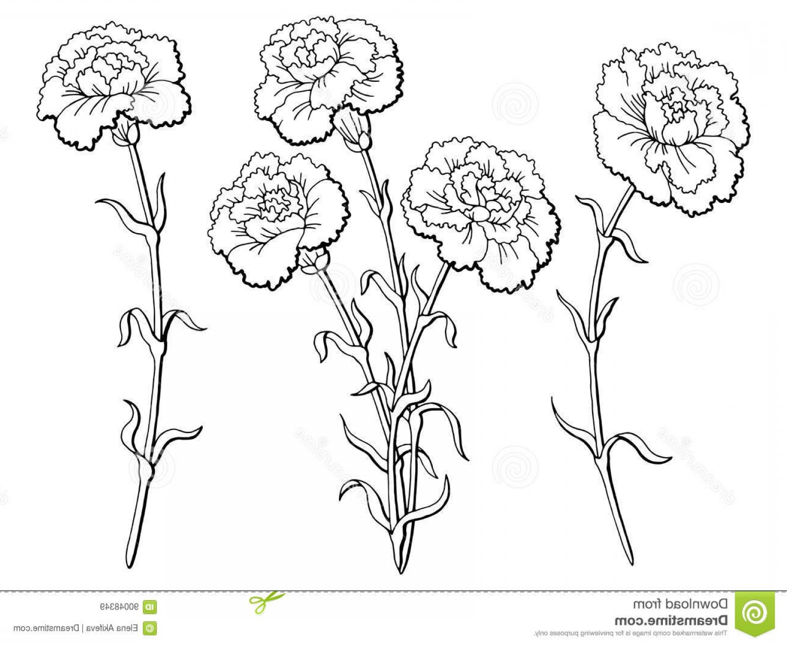 Carnation Flower Vector at Vectorified.com | Collection of Carnation ...