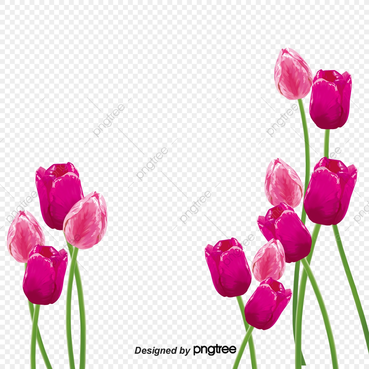 1200x1200 Vector Material Of Purple Carnation Flowers, Carnation, Mothers