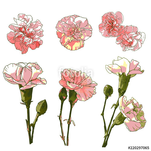 500x500 Vector Isolated Carnation Flowers Stock Image And Royalty Free