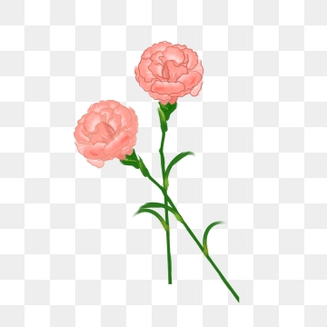 360x360 Carnation Flower Png Images Vector And Free Download
