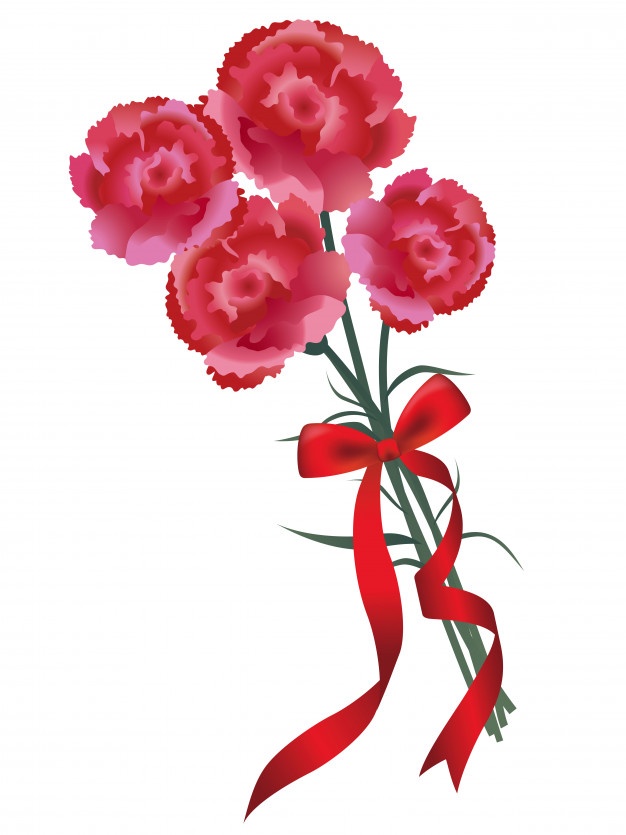 Carnation Flower Vector at Vectorified.com | Collection of Carnation ...