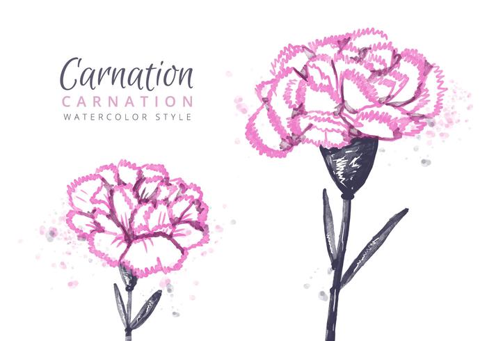 700x490 Carnation Free Vector Art