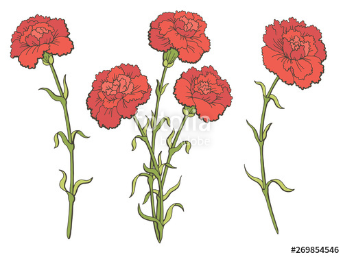 500x375 Carnation Flower Graphic Color Isolated Sketch Set Illustration