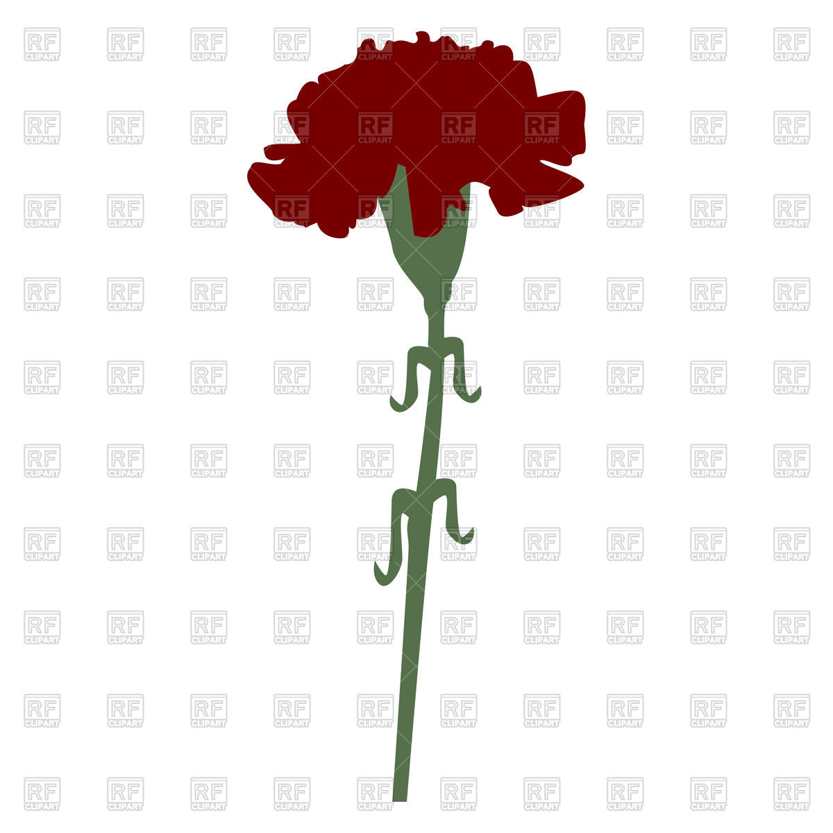 1200x1200 Carnation On White Background Vector Image Of Plants And Animals