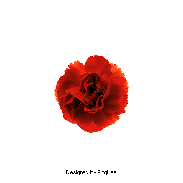 360x360 Carnation Vector Clipart Images Gallery For Free Download Myreal