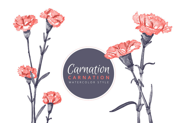 700x490 Free Vector Watercolour Carnation Flowers