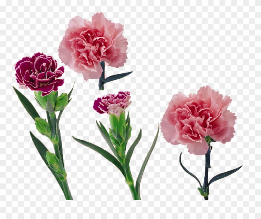 880x740 Royalty Free Library Carnation Vector Flower