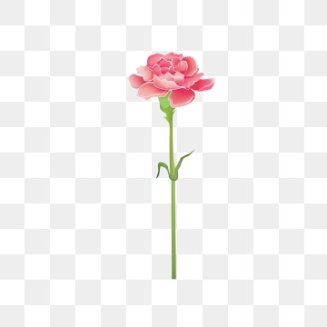 360x360 Carnation Flower Png Images Vector And Free Download
