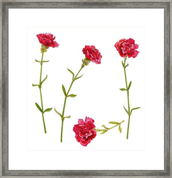 600x618 Set Of Red Carnation Schabaud Flower, Green Stem, Leaves On White