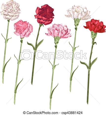 431x470 Set Carnation Flowers White, Pink And Red Carnation Vector