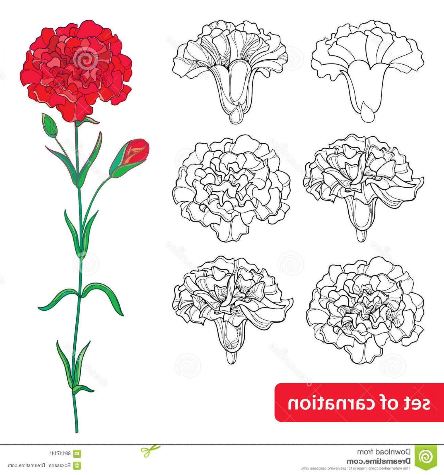 Carnation Vector at Vectorified.com | Collection of Carnation Vector ...