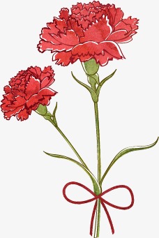 228x341 Vector Carnation, Carnations, Hand Painted, Red Png And Vector