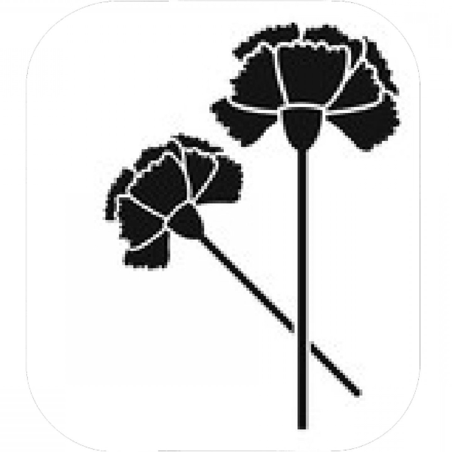 Carnation Vector at Collection of Carnation Vector