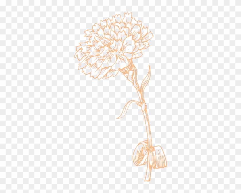 840x672 Carnation Vector