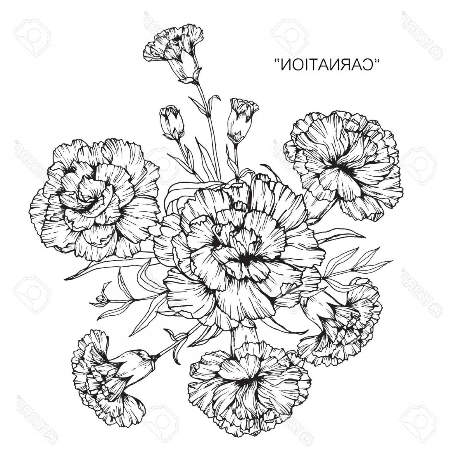 1560x1560 Carnation Vector Black Handandbeak