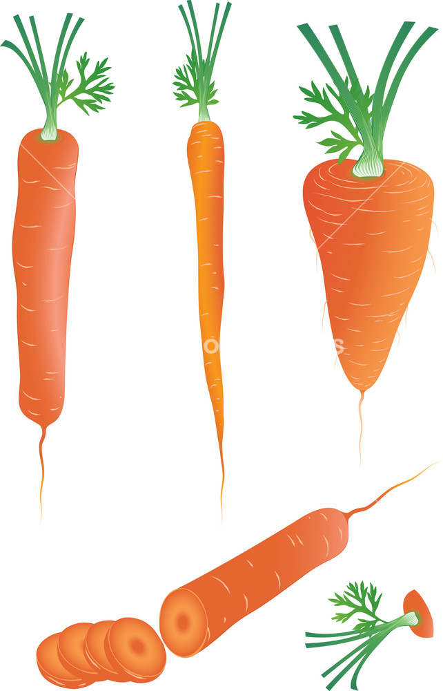 642x1000 Carrot Vector Illustration Royalty Free Stock Image