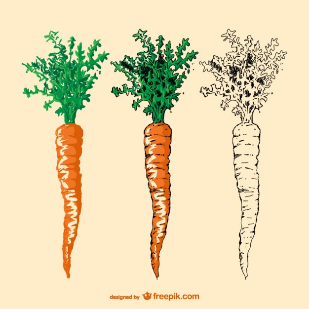 626x626 Hand Drawn Carrot Vector Free Download