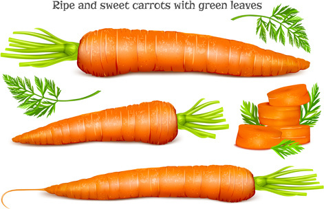 471x304 Vector Carrot Free Vector Download