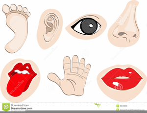 Clipart Cartoon Body Parts Free Images 300x231 Clipart Cartoon Body Parts Free Images