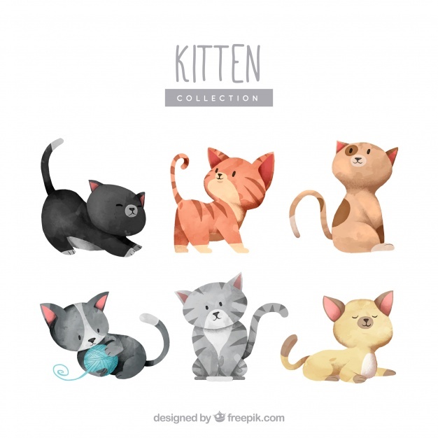 626x626 Cat Vectors, Photos And Free Download
